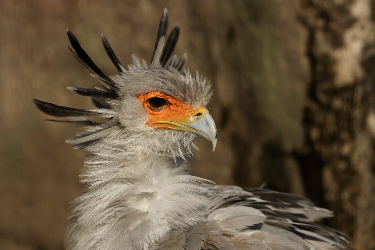 せいろがん Ar Twitter ヘビクイワシかっこいいよねえ 東武動物公園 ヘビクイワシ