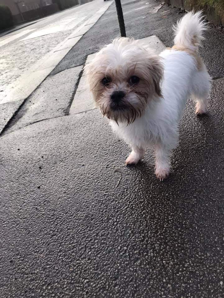 DogsinSalford's tweet photo. H21069.  Found on Kenyon Way, #littlehulton yesterday.
Dog is chipped but not up to date. If you know the dog please call 793 2500 #lostinsalford #straydog https://t.co/Du5V0jhhyj