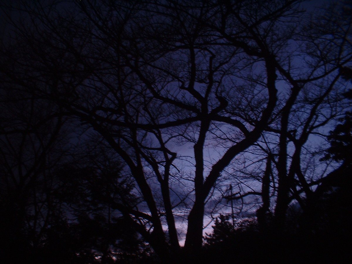 epetami's tweet photo. 20年前のコンデジで撮影した夕方の公園。
良い色。

#photography 
#オールドコンデジ 
#メガピクセルズ 
#Finpix
#FUJIFILM https://t.co/fu66x72uBI
