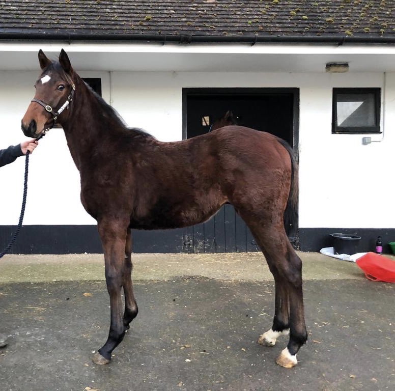 Garswood x Nightunderthestars
Has delighted us with how much he’s grown and will continue to fill out during the summer months. A full brother to the 93 rated Gabrial The Wire and another nice prospect to take to the sales in the autumn.
