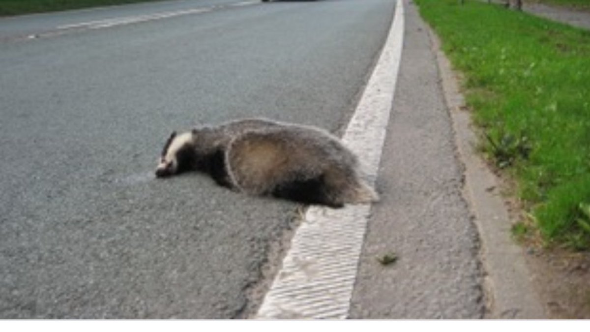 Netherton Football Club (@nethertonfc) on Twitter photo Badger cull still in action up at the rec.
2-1 win for the 2nd team against <a href="/linthwaitefc2/">Linthwaite Badgers</a>
UTT 💙⚽️💙 Badger cull still in action up at the rec.
2-1 win for the 2nd team against <a href="/linthwaitefc2/">Linthwaite Badgers</a>
UTT 💙⚽️💙
