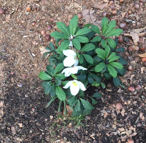 EricaObey's tweet photo. Hellebores, up and blooming in #FtTryonPark already! No wonder they call it the Christmas Rose. #nycparks #inwoodrocks. https://t.co/2WWvVYGlLW