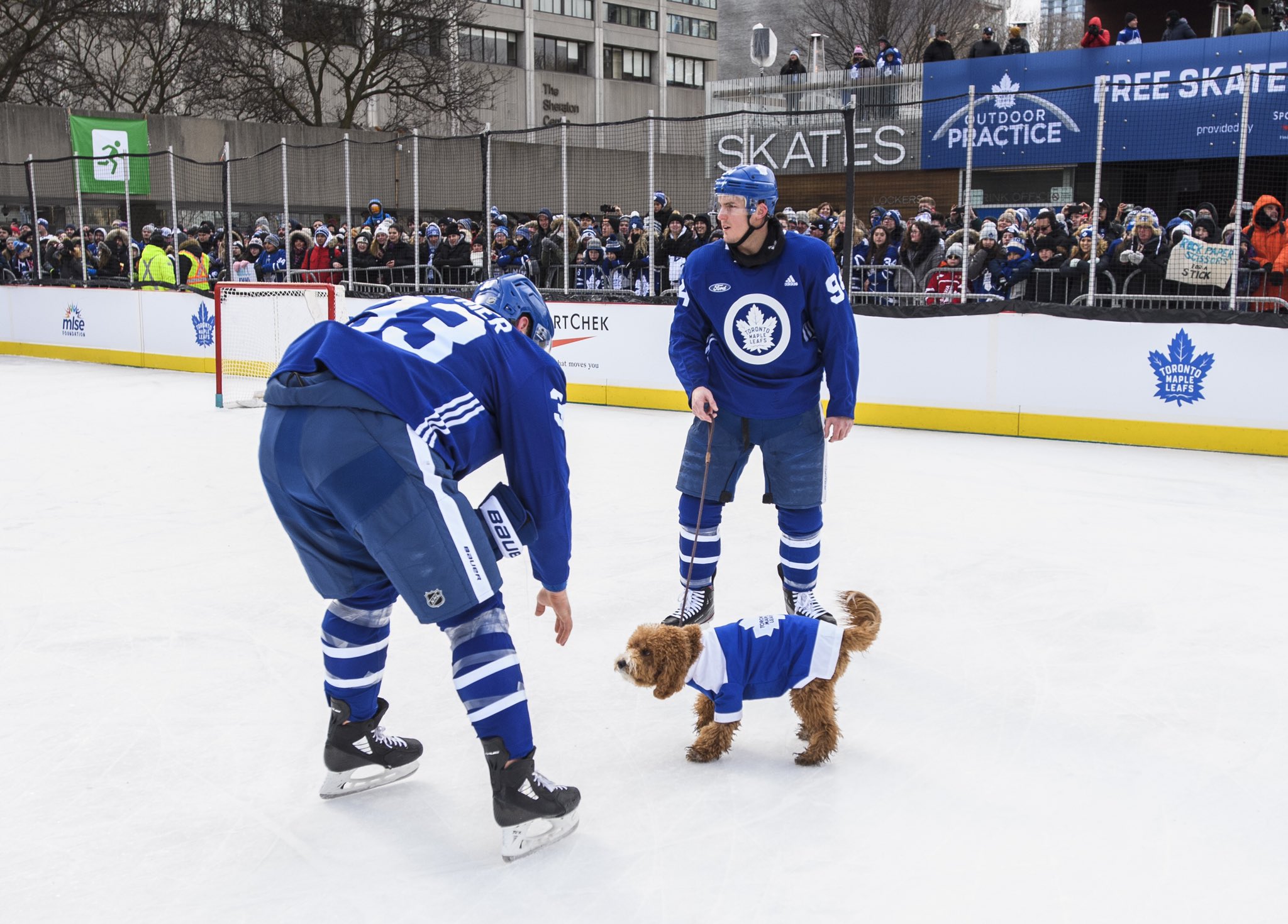 Toronto Maple Leafs on X: A Saturday night without a Leafs game? 😞 Guess  these are the dog days of winter 🐶 #LeafsForever   / X