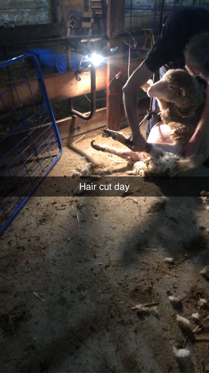 Hoekstra Farms tweet media