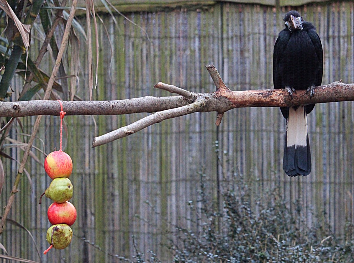 MusicPlayeur's tweet image. #VisayanTarictichornbill #visayan #tarictichornbill #hornbill #birdwatching #birdwatcher #birds #blackandwhitehornbill #endangeredbirds #rarebirds #birdsong #tweets #bristol #woods #birdphotography #wildlifephotography #wildlifephotos #cannon #camera #instagood @wild_place