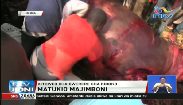 Wakaazi wa Busia wamuua kiboko na kupata kitoweo cha bure wakidai mnyama huyo amewahangaisha kwa muda. #NTVJioni <a href="/dannmule/">Daniel Mule</a>