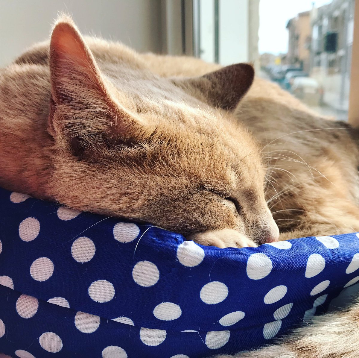 Cappuccino: “Any bed is good for a nap” 😴😴
#CatsOfTwitter #cutecat #Naptime #SleepingBeauty
