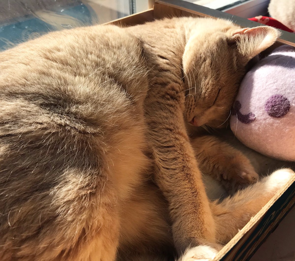 5coffeecats's tweet photo. Cappuccino: “Any bed is good for a nap” 😴😴
#CatsOfTwitter #cutecat #Naptime #SleepingBeauty https://t.co/RqQoEStj8d