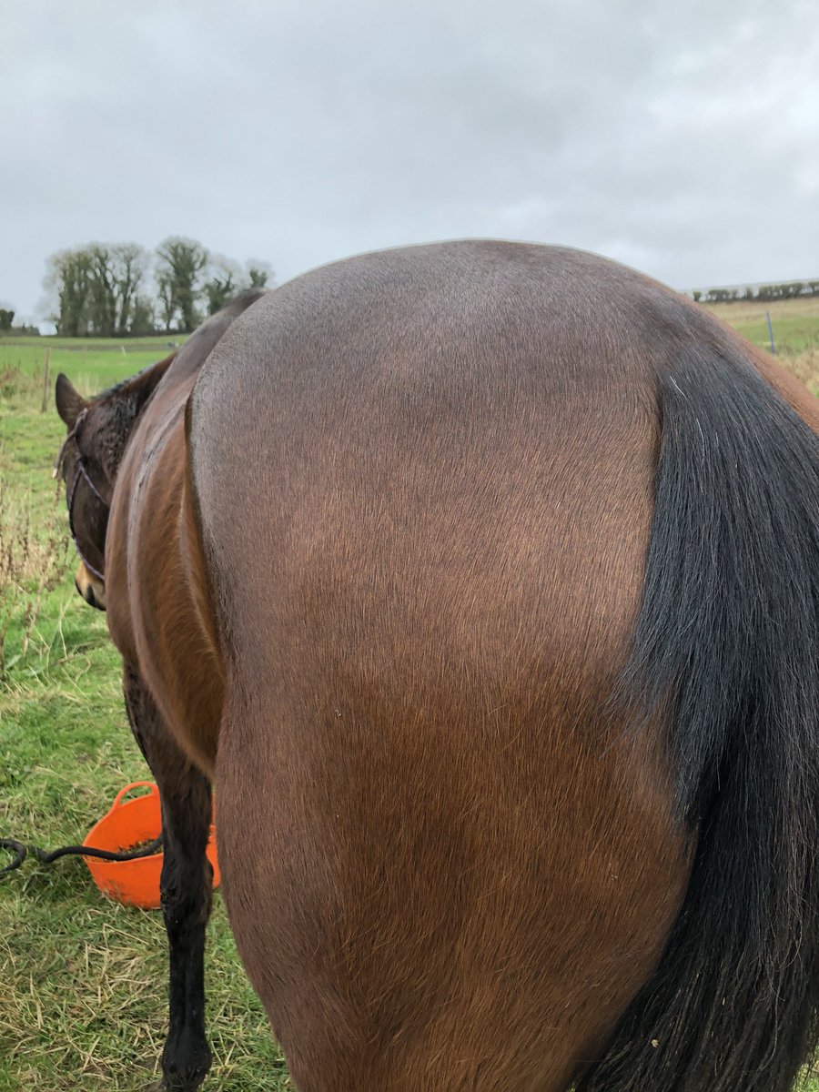 wilsonalucinda's tweet photo. @LornaEdgar1 so a month of Baileys racing light, Alfa Oil, outshine, digest plus and some protein quick fix for days of stress we have in just inched up on weight but overall condition looks better and coat is healthier so we are doing ok. Bum looks peachy 🍑 #princessteacups https://t.co/vysIV2Rmsp