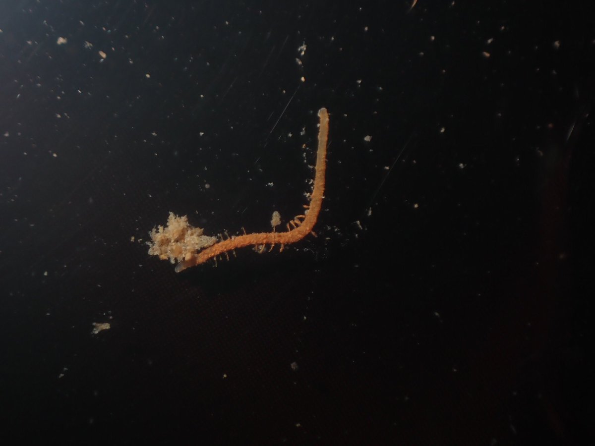 イトミミズ科 Japaneseclass Jp