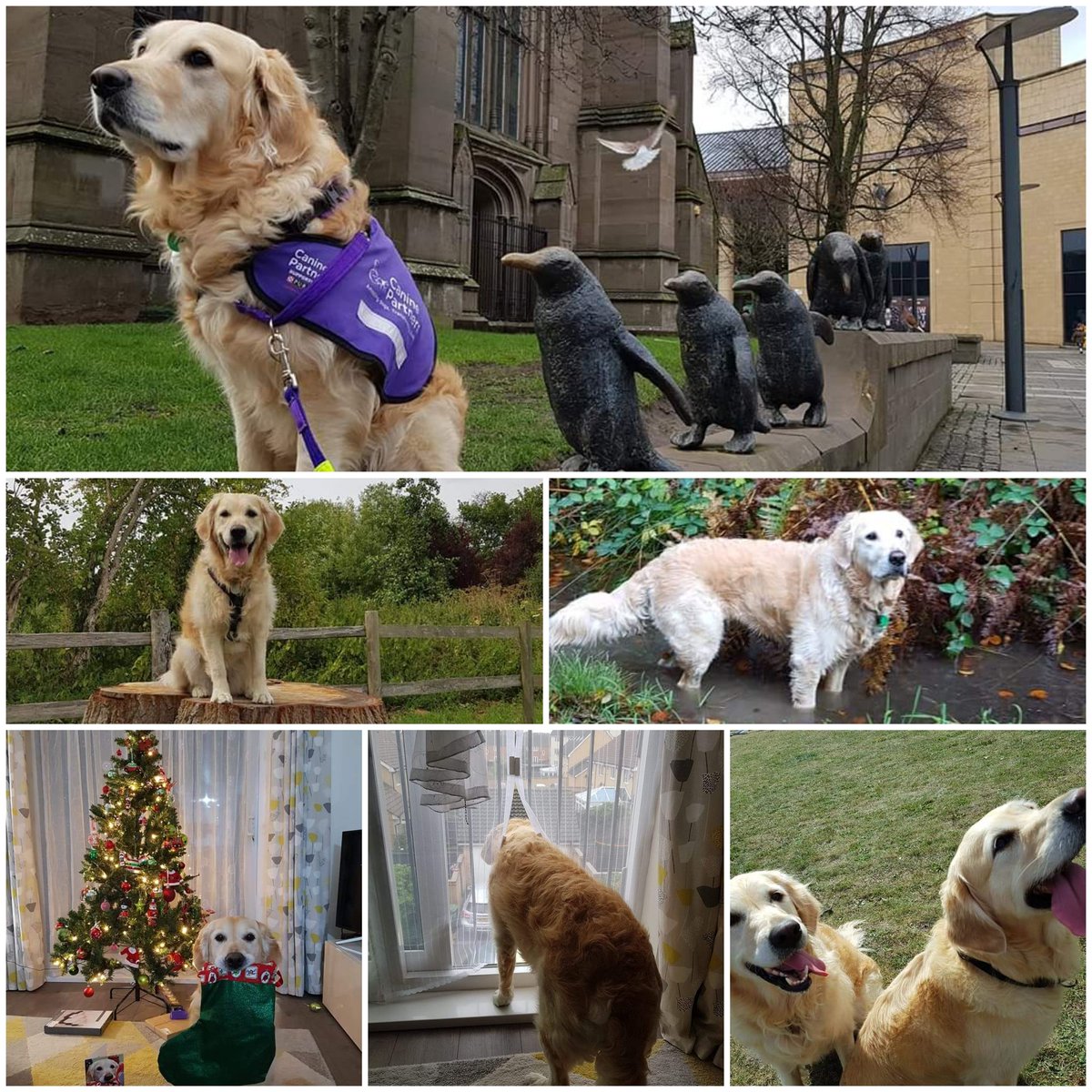 PennyClapcott's tweet photo. Happy 4th birthday to my partner in crime @canine_partners https://t.co/xMghWGioMq