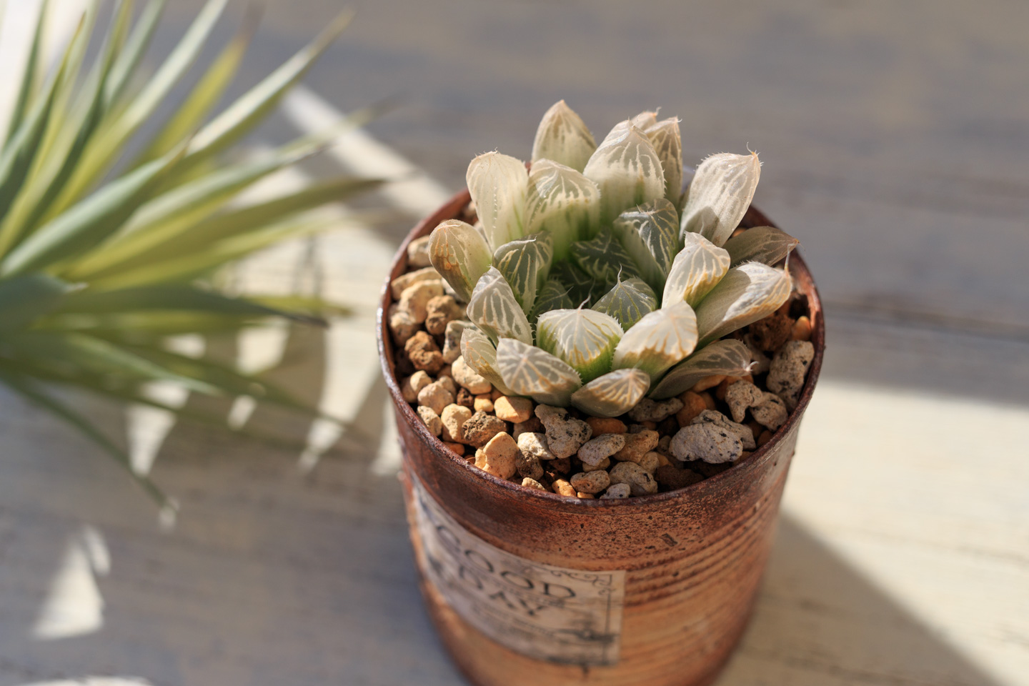 Nukowtama ピリフェラ錦をこの前作ったリメ缶に植替えました ウチにあるハオルチアはこれでみんなリメ缶にinされ やっと揃った感じ 多肉植物 3枚目左から エメラルドled ピリフェラ錦 紫オブツーサ トゥルンカータ 札落ち謎ハオ T Co Nukowtama ピリフェラ錦をこの前作ったリメ缶に植替えました ウチにあるハオルチアはこれでみんなリメ缶にinされ やっと揃った感じ 多肉植物 3枚目左から エメラルドled ピリフェラ錦 紫オブツーサ トゥルンカータ 札落ち謎ハオ T Co