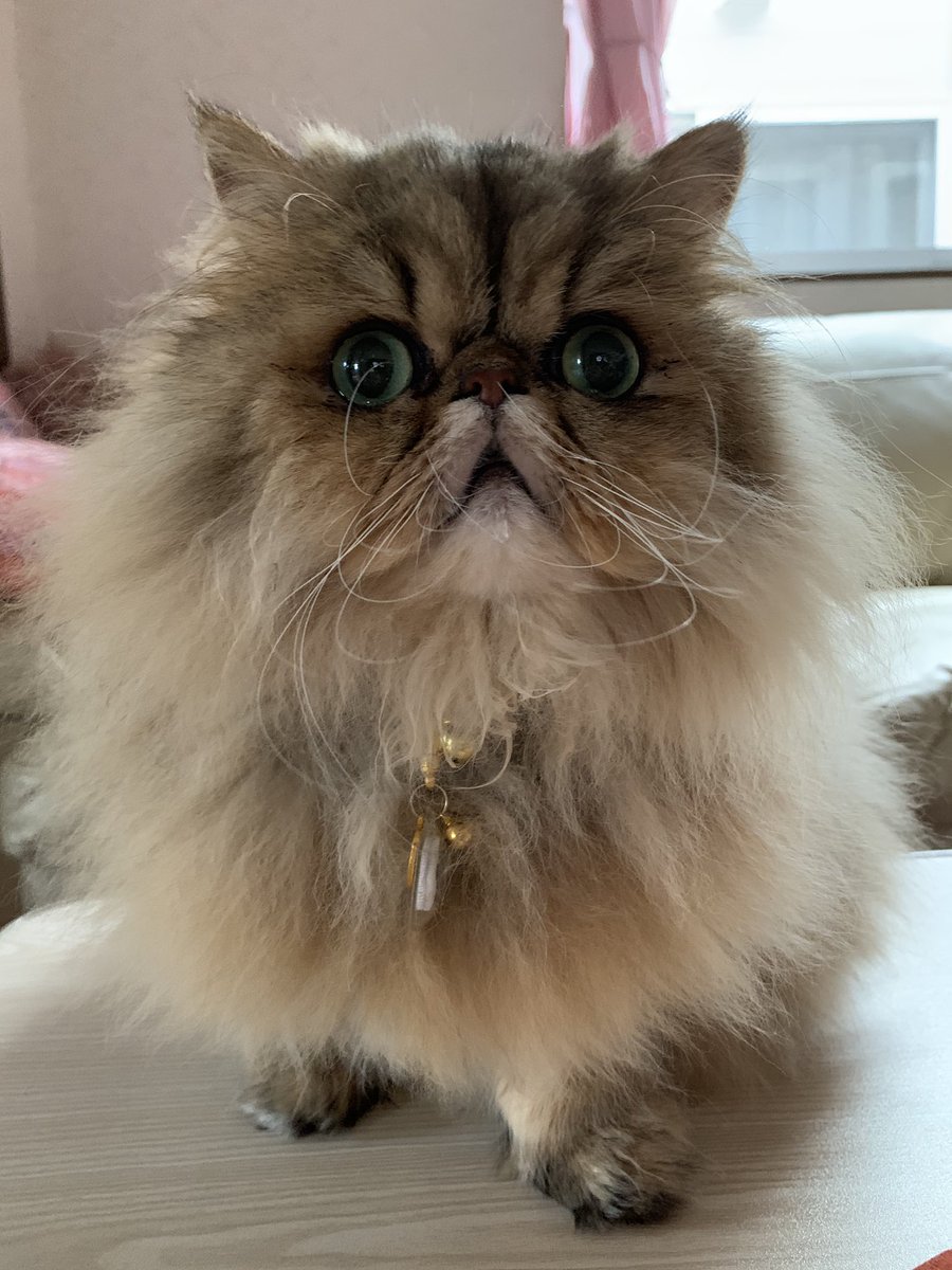 最も人気のある 猫 種類 長毛 ガルカヨメ