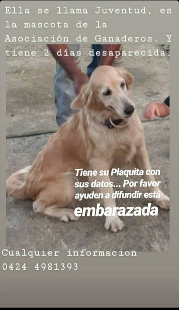 PerroUsuario's tweet image. #SeBusca RT @thaisgarbel: @PerroUsuario ..extraviada en Valencia.