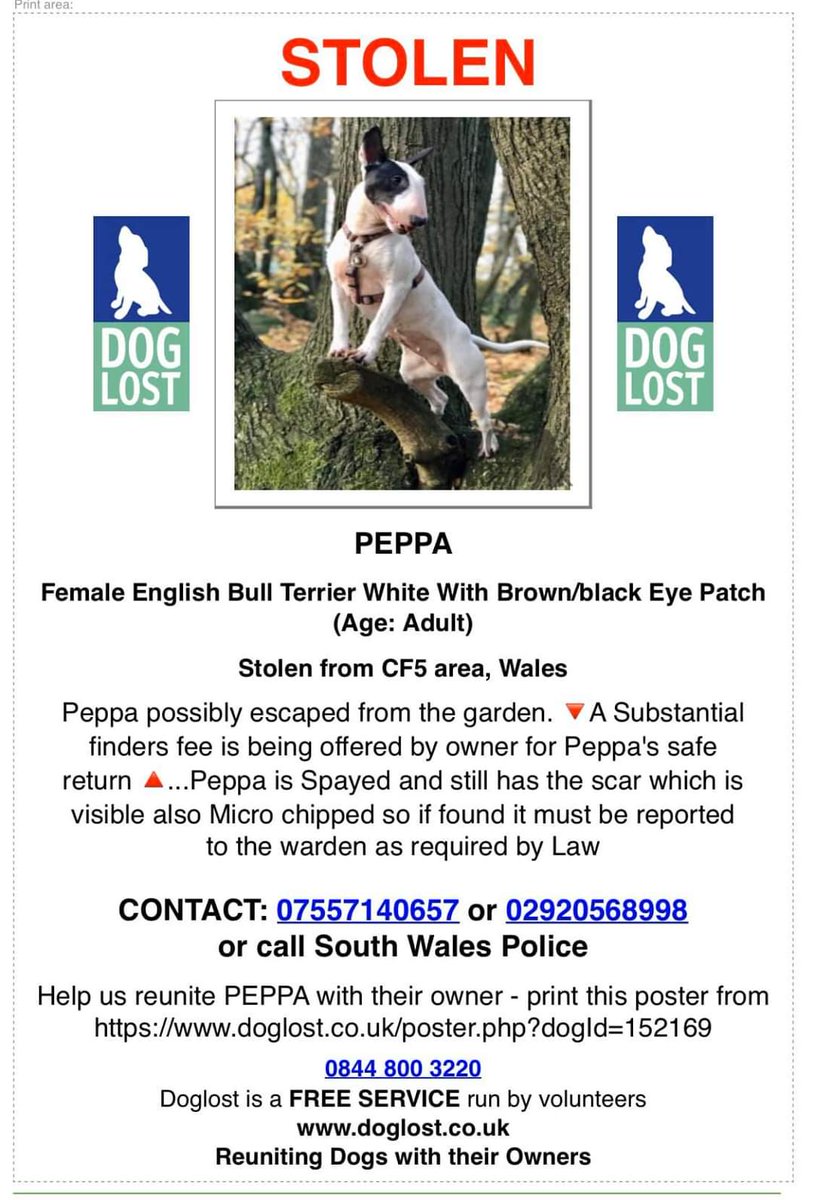 joannew0112's tweet photo. @NevilleSouthall please could you share for Peppa
She went missing from her back garden on St Fagans #Cardiff on 22nd December π
Someone must know something π
Now presumed #stolen as not one sighting of her π
Substantial #reward
#findpeppa
https://t.co/qQ0RLMoN5v https://t.co/86aTfzZEmJ