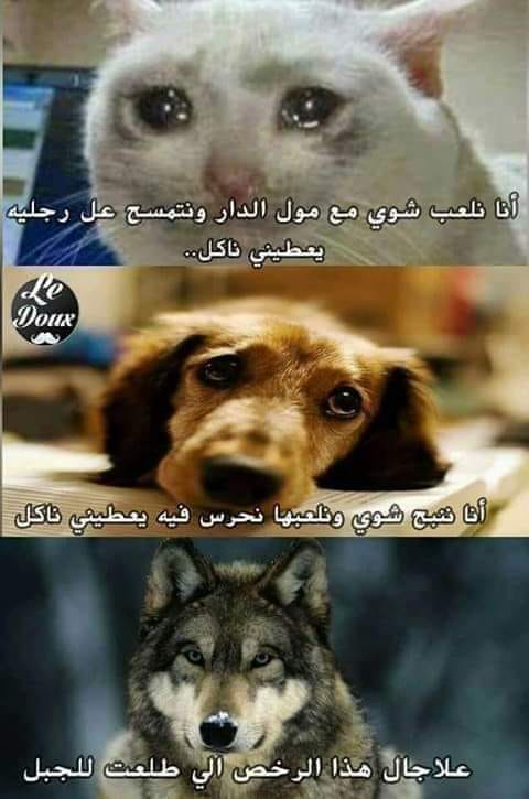 chouchadz's tweet photo. أضحك متخليهاش في قلبك 🤣👇 https://t.co/mOElZCpsyF