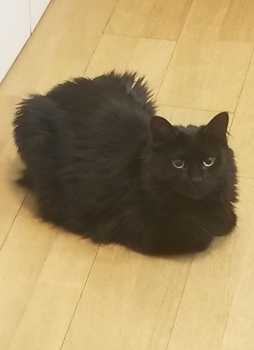 AliciaBeth70's tweet photo. Bonita @AmyFreeze7 #SuperCatSaturday https://t.co/UKurLI2JWb