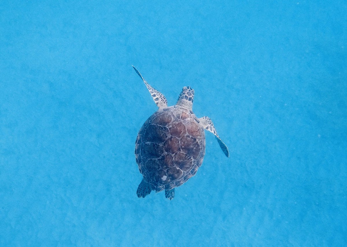 VinceFlower's tweet photo. Went swimming with the turtles again yesterday. What amazing and beautiful creatures @StJamesVilla #goodtimes https://t.co/LSikWXpjwO