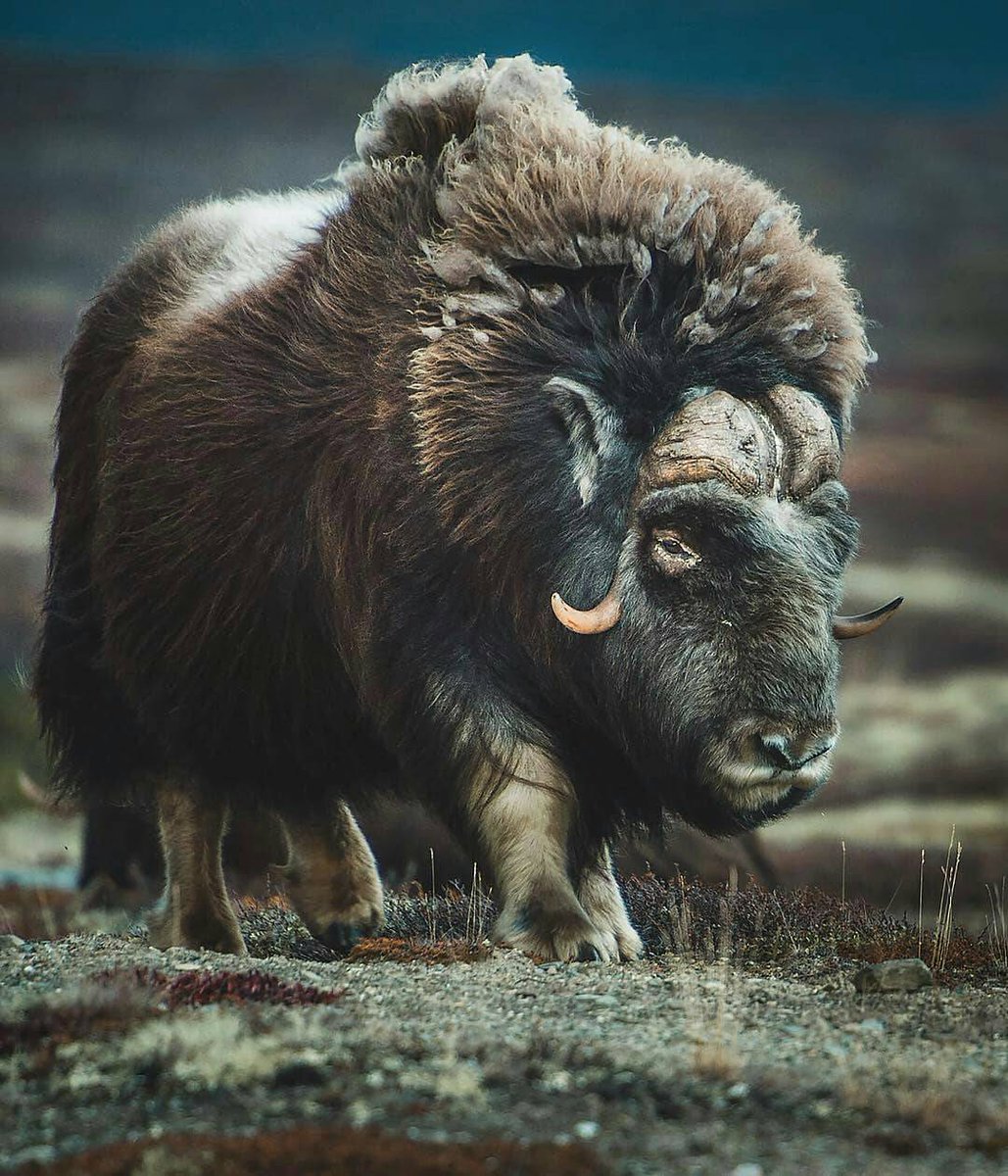 TudiscoveryLA's tweet photo. La majestuosa almizclera. Dovrefjell –Sunndalsfjella National Park. 

#TudiscoveryLatam #Tudclnlimited #WilsonPc
#salvaje #Moskus #Naturaleza #vidaSilvestre #Animales #Wildeyesa #Dovrefjell #Sunndalsfjella https://t.co/6IgHPwGwlK