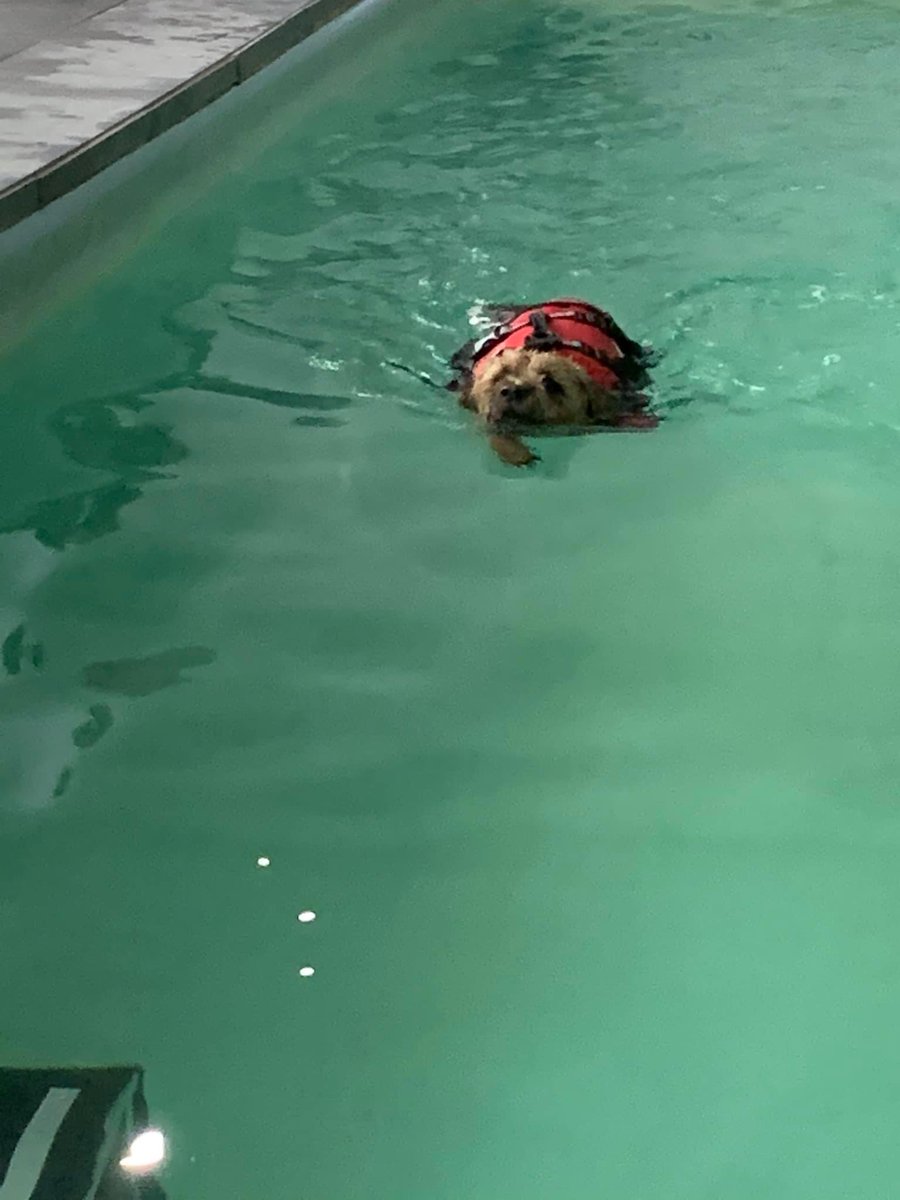 OfficiallyDjE's tweet photo. Look at my little Ripley having his first swimming lesson, such a proud parent ❤️ #borderterrier #btposse #dog https://t.co/NLyRBb38kv