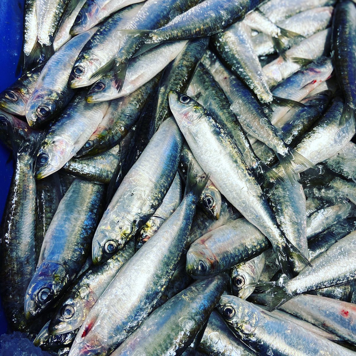 JFishmongers's tweet photo. Cornish sardines #freshfish #HealthyEating #pilchards #omega3 #healthandwellnes https://t.co/JleDXUAoW9