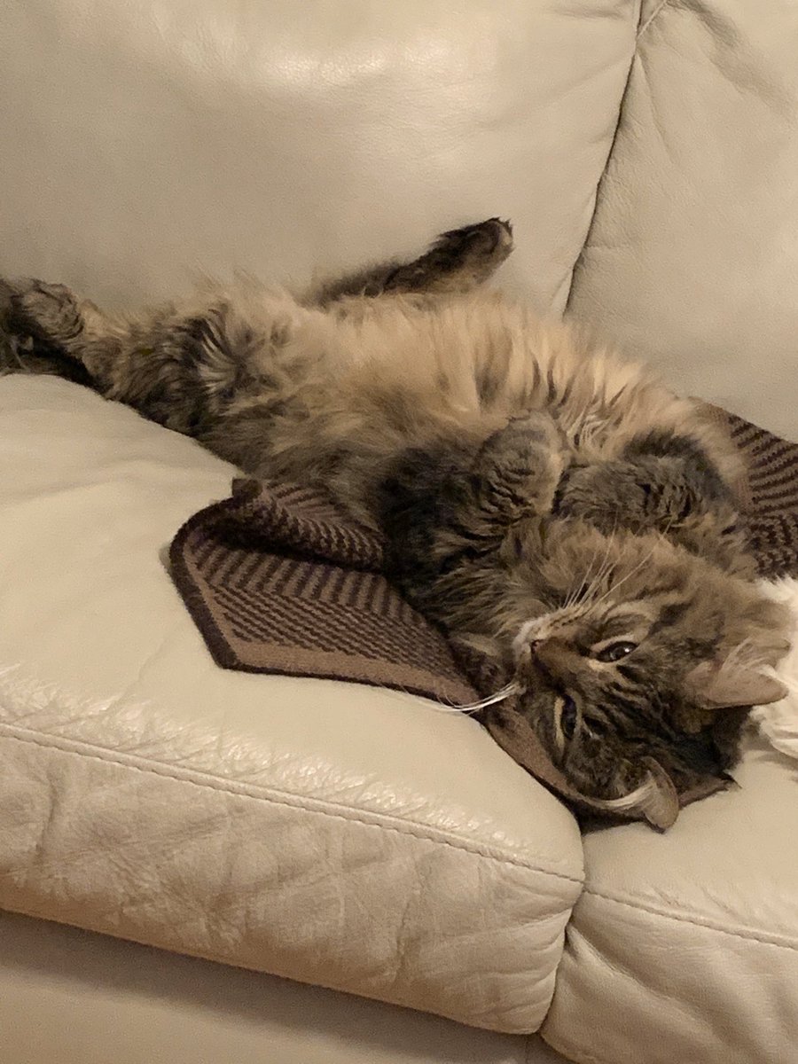 TammyDavis709's tweet photo. I feel ya Newman. #caturday #sickhuman #boredkitty https://t.co/vBZzag44Ud
