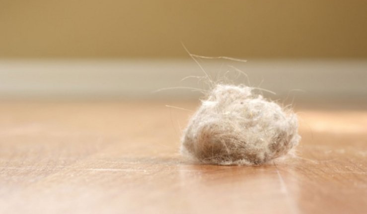 DoorFilter's tweet photo. If your finding these little #dustballs in your condo !! #condo dust is a huge issue . Stop #dust with a #doorfilter . #wallpaper #apartmenttherapy #condolife #Azure #chicagotribune #NewYorkCity #apartmenthunt #architecture #dysonair #homedepot #wayfair #cleanair #dustbuster https://t.co/AXHC2p6udR