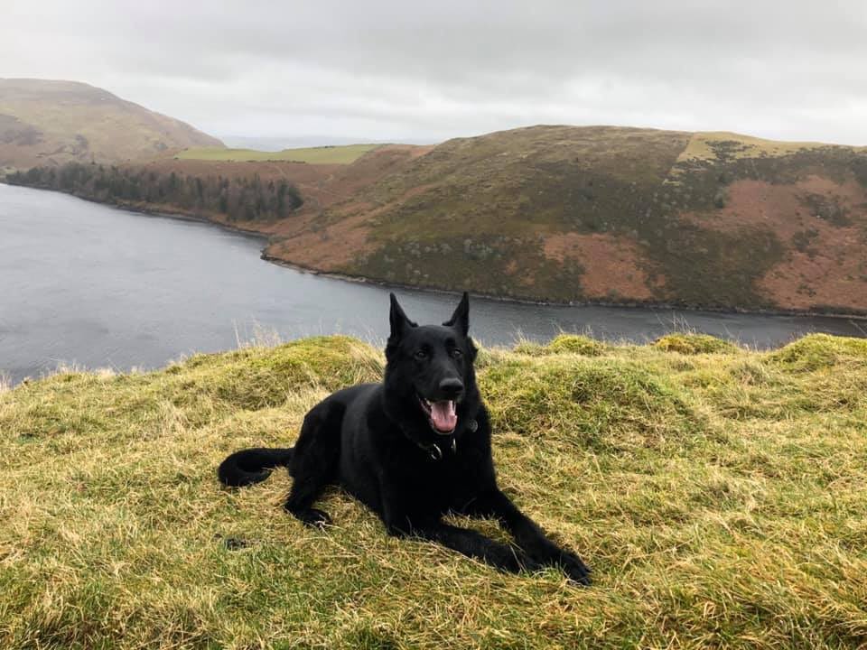 radarPDP's tweet photo. It’s been a long time sorry but Radar is still loving life to the full.  He has recently been on holiday with his family to #Caersws in 🏴󠁧󠁢󠁷󠁬󠁳󠁿 https://t.co/oTxaFBIer0