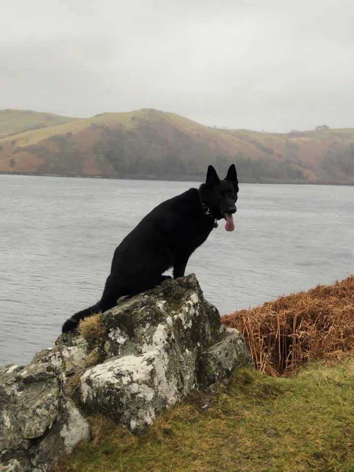 radarPDP's tweet photo. It’s been a long time sorry but Radar is still loving life to the full.  He has recently been on holiday with his family to #Caersws in 🏴󠁧󠁢󠁷󠁬󠁳󠁿 https://t.co/oTxaFBIer0