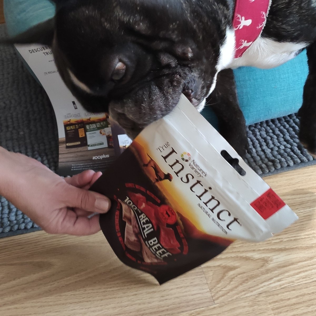 xtinafuente's tweet photo. Ya estoy repartiendo #NutriciónNaturalTI de #TrueInstinctES para mis amiguitos 🐶🐩🐕🐾🐾 Son los nuevos #Naturalandtastycubes 100% carne de buey para tomar entre horas como #premio o #aperitivo Gracias a @trueinstinctes y @trnd_es soy un #frenchie generoso https://t.co/Usss1SqIqh