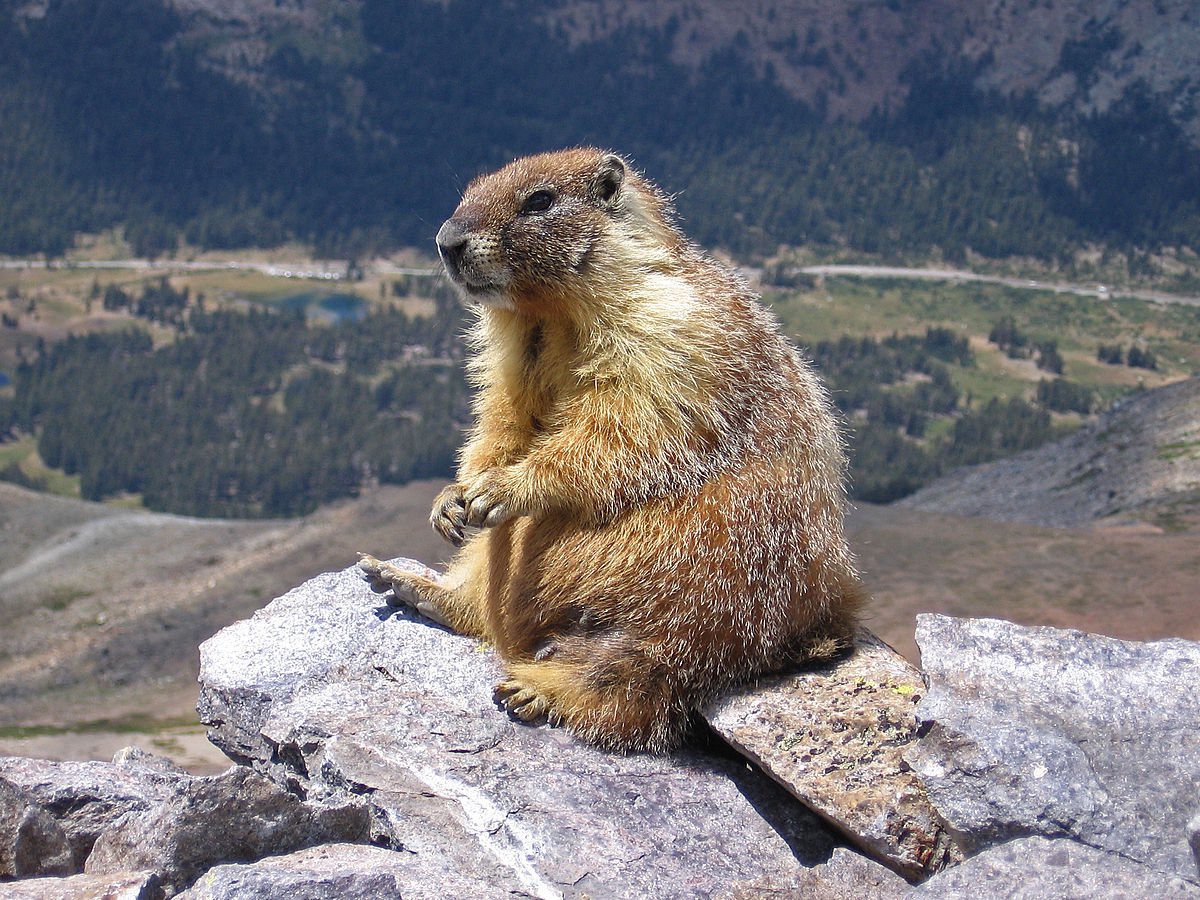 KatieMarmots's tweet photo. contemplating emotional effects of a loss to Clemson https://t.co/UtP2XWtuwm