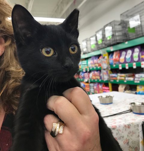 FeralFixers's tweet photo. 💖 When’s the right time to adopt? Right MEOW! We have MANY darling, playful and sweet black and black &amp; white kittens and young adults waiting patiently for their furever homes. How can you say no to these faces? Check them out here: https://t.co/Rsg6UJYajm #adopt #justloveme 💖 https://t.co/raLVsHVLEs