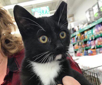 FeralFixers's tweet photo. 💖 When’s the right time to adopt? Right MEOW! We have MANY darling, playful and sweet black and black &amp; white kittens and young adults waiting patiently for their furever homes. How can you say no to these faces? Check them out here: https://t.co/Rsg6UJYajm #adopt #justloveme 💖 https://t.co/raLVsHVLEs