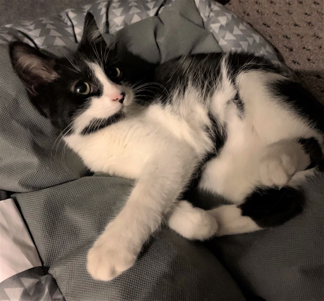 FeralFixers's tweet photo. 💖 When’s the right time to adopt? Right MEOW! We have MANY darling, playful and sweet black and black &amp; white kittens and young adults waiting patiently for their furever homes. How can you say no to these faces? Check them out here: https://t.co/Rsg6UJYajm #adopt #justloveme 💖 https://t.co/raLVsHVLEs