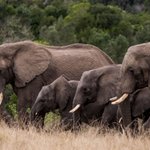 Photo by Plett Game Reserve (@PlettGameRes)