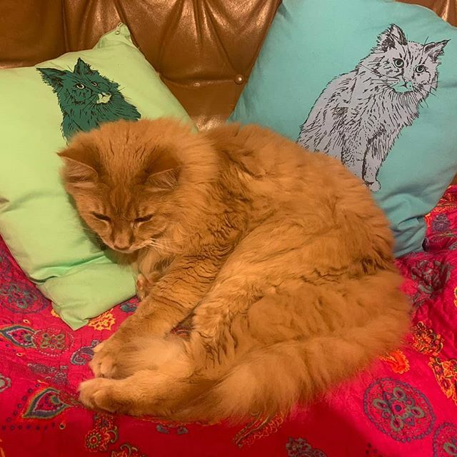 fionahprints's tweet photo. I made some Oscar cushions with some cushion cover blanks I had for sampling. He seems to like them! I had the cat screen out so many times in December, the tote bags were selling like crazy and I kept having to print more.

#fionahamilton #cat #oscar #m… https://t.co/ZAIPtDmyiM https://t.co/VtANHiUocH