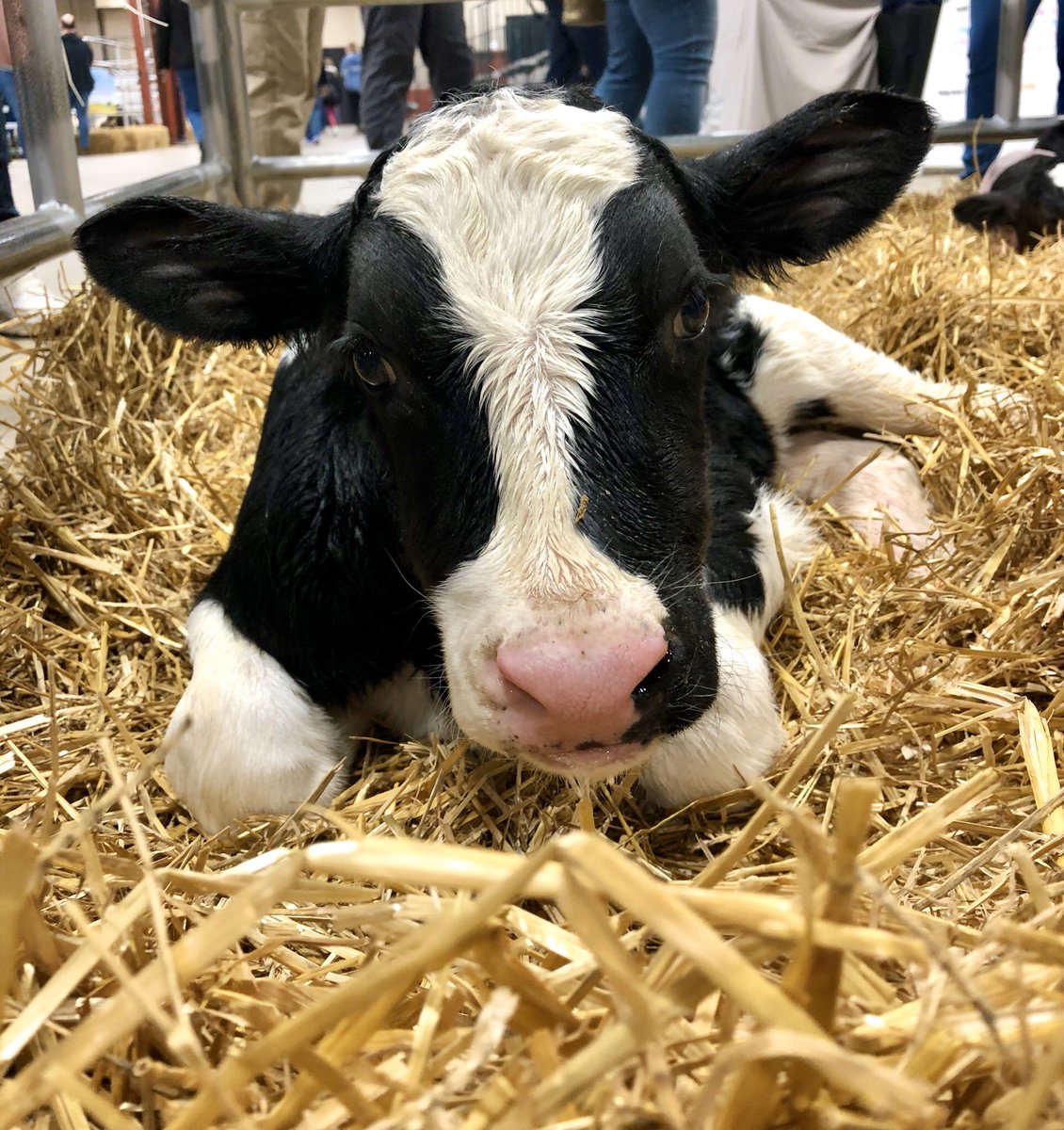 The Calving Corner tweet media