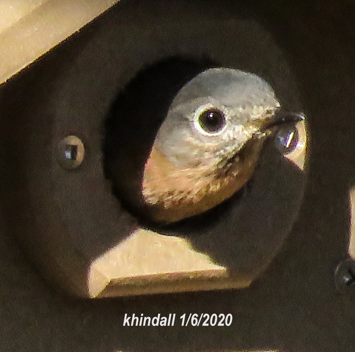 HindallK's tweet photo. #Bluebirds #Birding in #mybackyard NE Richland County, #SC  1/11/2020.
See More Photos at: https://t.co/2LOIYkp1ne https://t.co/1rmpxCAfSf