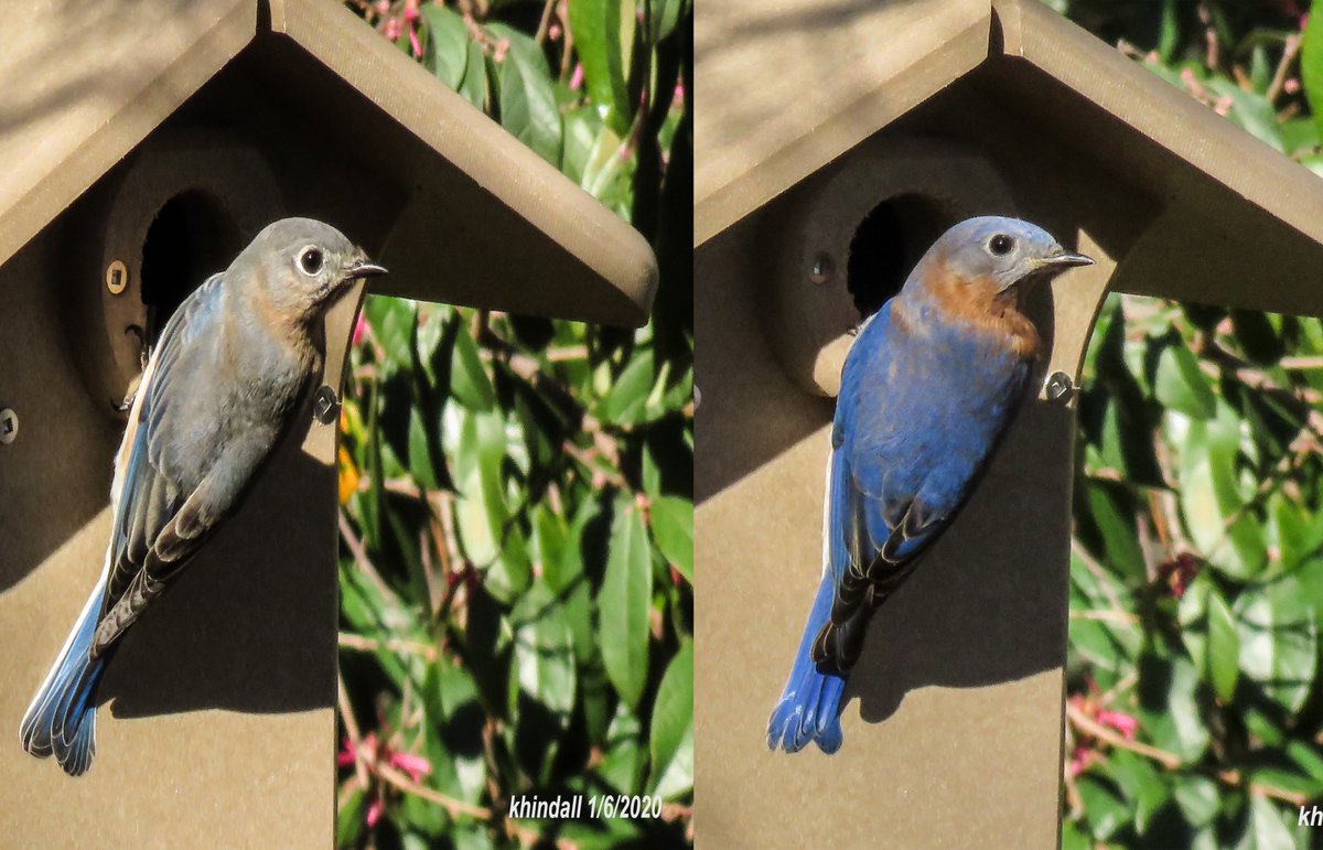 HindallK's tweet photo. #Bluebirds #Birding in #mybackyard NE Richland County, #SC  1/11/2020.
See More Photos at: https://t.co/2LOIYkp1ne https://t.co/1rmpxCAfSf