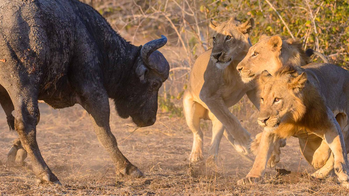 Unity is power-but uniqueness is strength. 

#wildlifesafari #capebuffalo #WildlifeCaptures #WildlifeShots #tanzaniasafari #tanzania #safaritour #safaritrip  #wildlifepics #keepitwild #WildlifePicture #photosafari #naturephotography #africansafaris #wildlifephotography