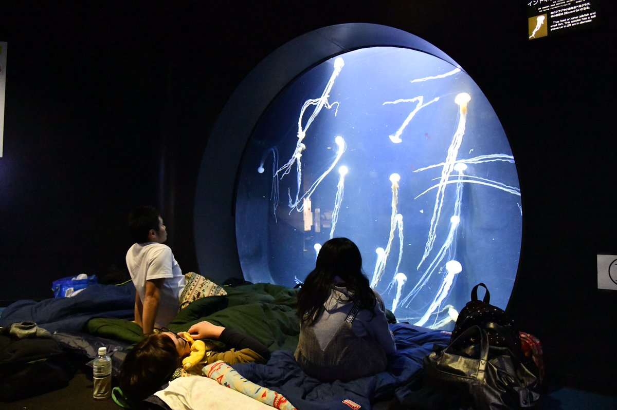 鶴岡市立加茂水族館 皆さん 夜の水族館を堪能していただいております 水槽の前で寝れるなんて最高ですよね それでは おやすみなさい 加茂水族館 お泊り水族館 鶴岡市立加茂水族館 皆さん 夜の水族館を堪能していただいております 水槽の前で寝れるなんて最高ですよね それでは おやすみなさい 加茂水族館 お泊り水族館