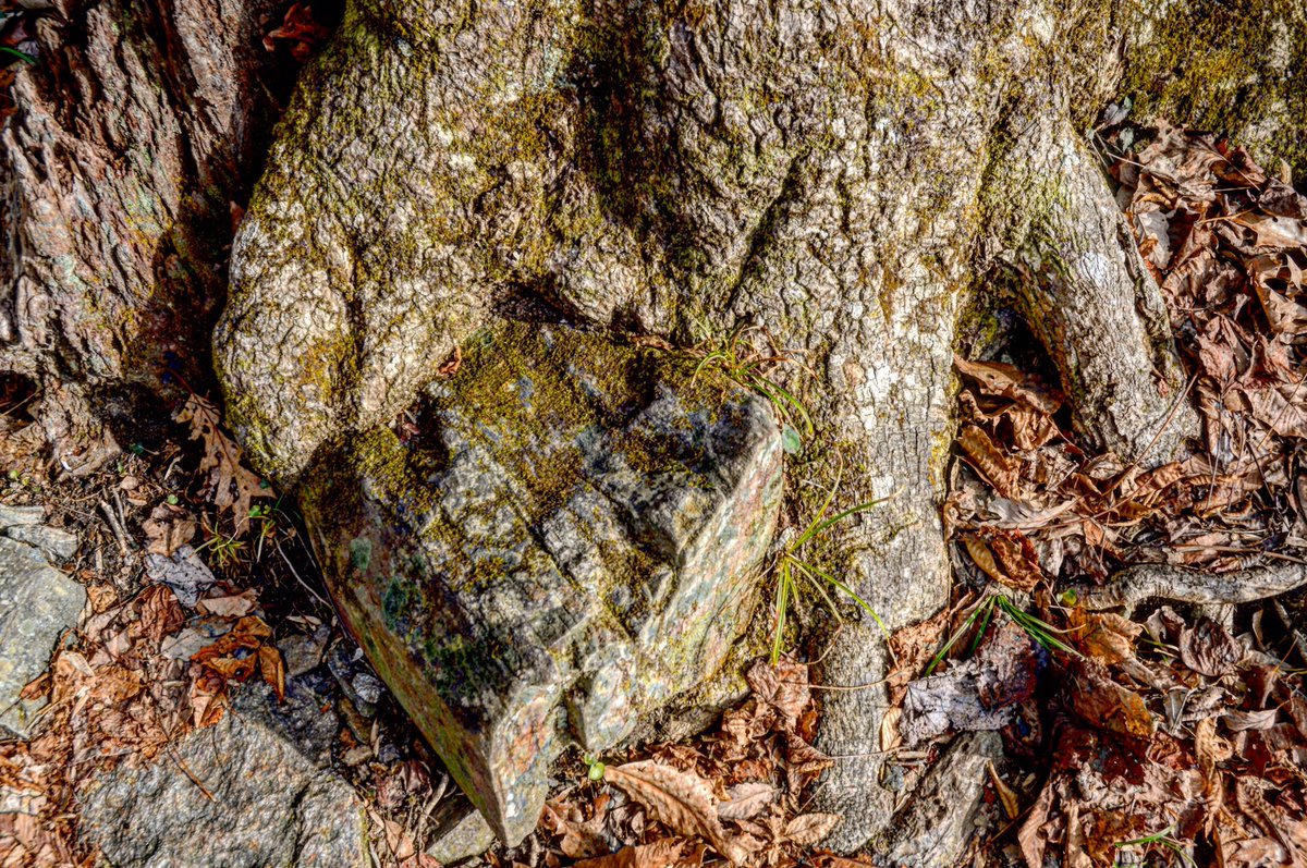 rangerphil's tweet photo. Harmony.  Rocks and trees... seamless beauty. Nature has found a way, mmm...
#lessonsfromnature #treehugger #lessonsfromtrees https://t.co/NDoIkHoMKB