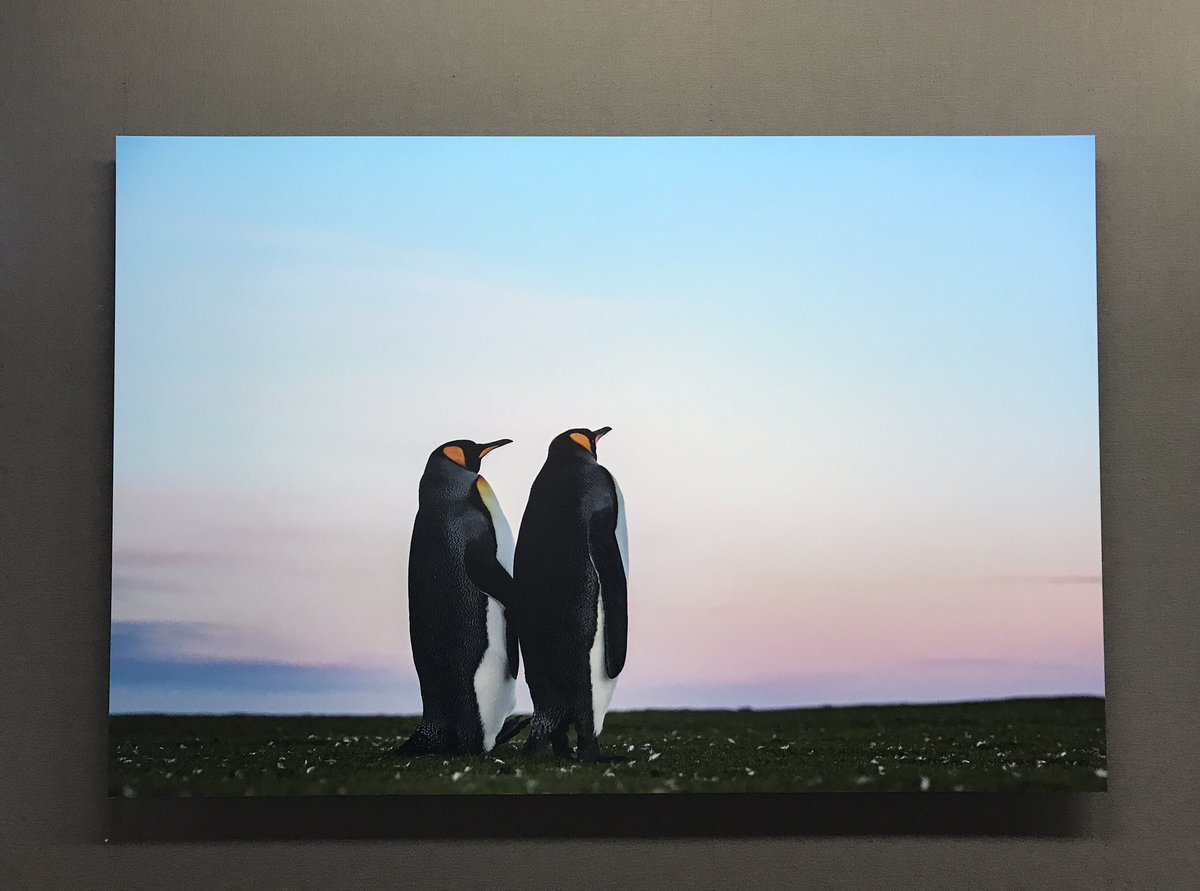 nikamochi's tweet photo. 岡田祐介さん（@yusukeeokada）の写真展「Penguin Being -今日もペンギン-」にお邪魔させていただきました！
可愛い姿の中にも生きる力強さがありました。福岡行��なかったけど諦めず待って良かった…。こんな写真が撮れるようになりたい！なる！ #今日もペンギン https://t.co/4b7KtxP7fB