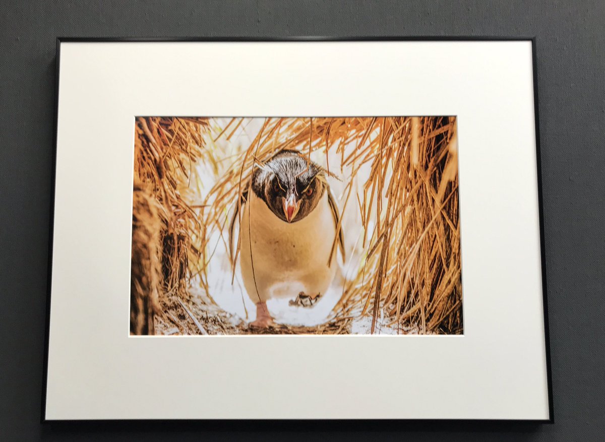 nikamochi's tweet photo. 岡田祐介さん（@yusukeeokada）の写真展「Penguin Being -今日もペンギン-」にお邪魔させていただきました！
可愛い姿の中にも生きる力強さがありました。福岡行��なかったけど諦めず待って良かった…。こんな写真が撮れるようになりたい！なる！ #今日もペンギン https://t.co/4b7KtxP7fB