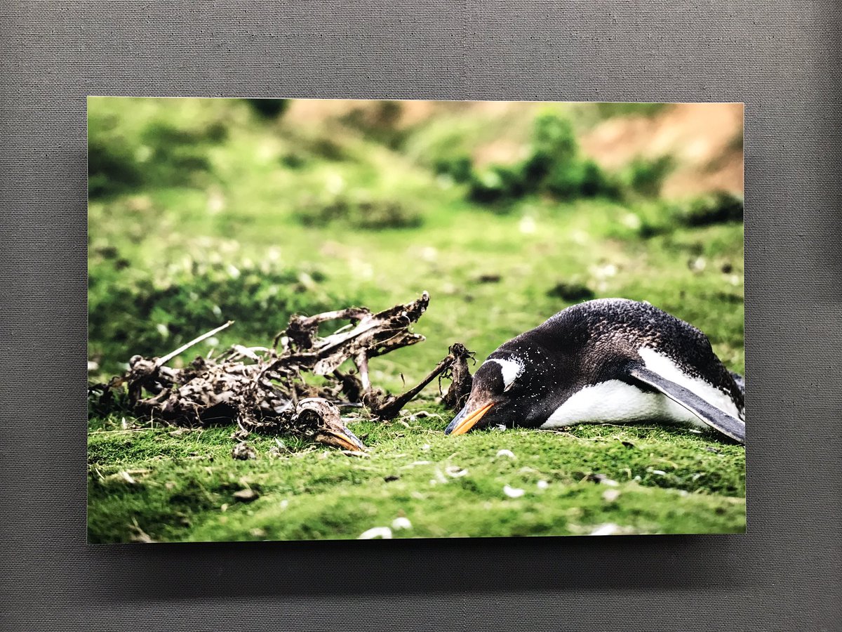 nikamochi's tweet photo. 岡田祐介さん（@yusukeeokada）の写真展「Penguin Being -今日もペンギン-」にお邪魔させていただきました！
可愛い姿の中にも生きる力強さがありました。福岡行��なかったけど諦めず待って良かった…。こんな写真が撮れるようになりたい！なる！ #今日もペンギン https://t.co/4b7KtxP7fB