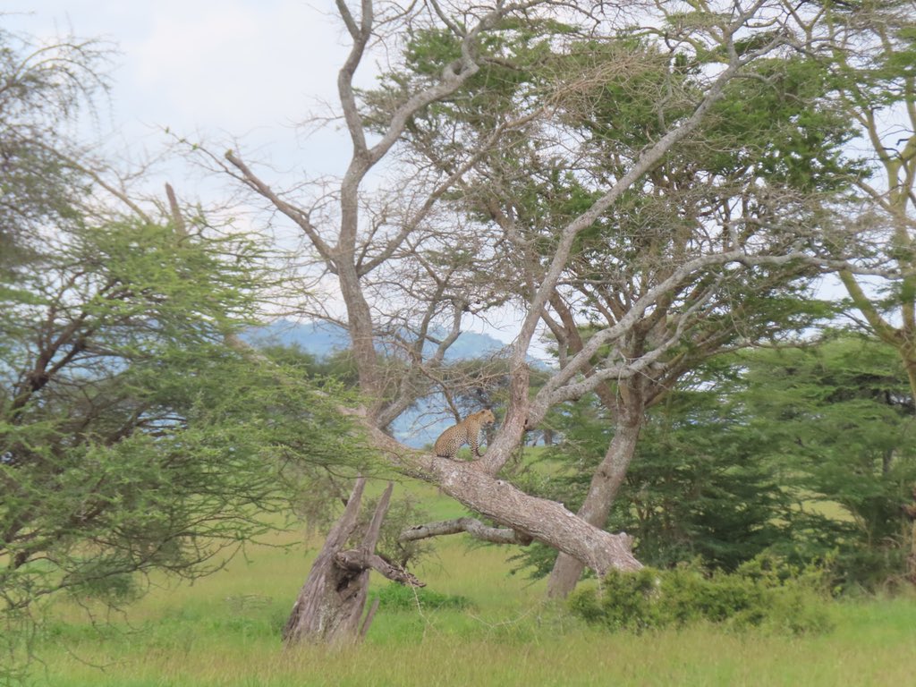 Our safari lucky streak rolls on, saw the very elusive &amp; shy leopard today!! Hollow/circles vs the cheetah’s solid spots &amp; a smaller head. Guides guess there are 900 in the park but are so hard to see/track! <a href="/MBilanchone/">Mischa Bilanchone she/her</a> <a href="/RondaCook1/">Ronda Cook</a> @mrpaparella @KWBGillen #kwbpride <a href="/mikewardian/">michael wardian</a>