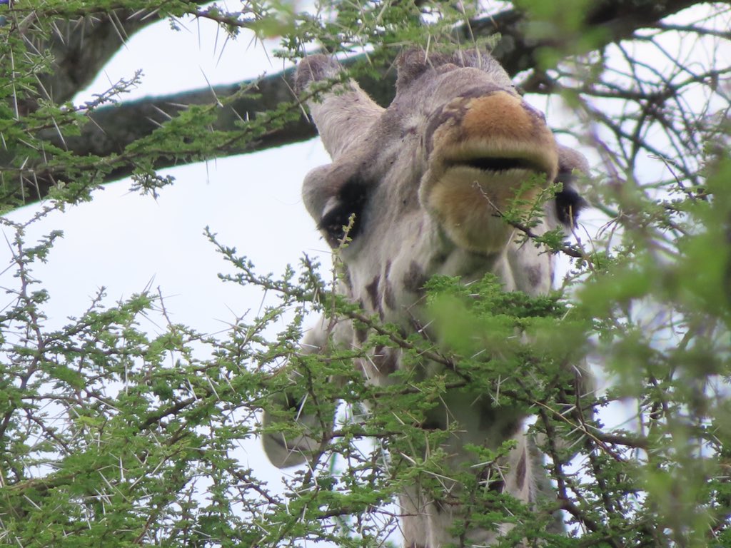 Can’t get enough of the giraffes! As we were watching the baby a troop of baboons chased them away (baboons are very aggressive), as we watched we saw the baboons were actually being hunted by a hawk. <a href="/MBilanchone/">Mischa Bilanchone she/her</a> <a href="/RondaCook1/">Ronda Cook</a> @mrpaparella #kwbpride @KWBGillen <a href="/mikewardian/">michael wardian</a>  🇹🇿
