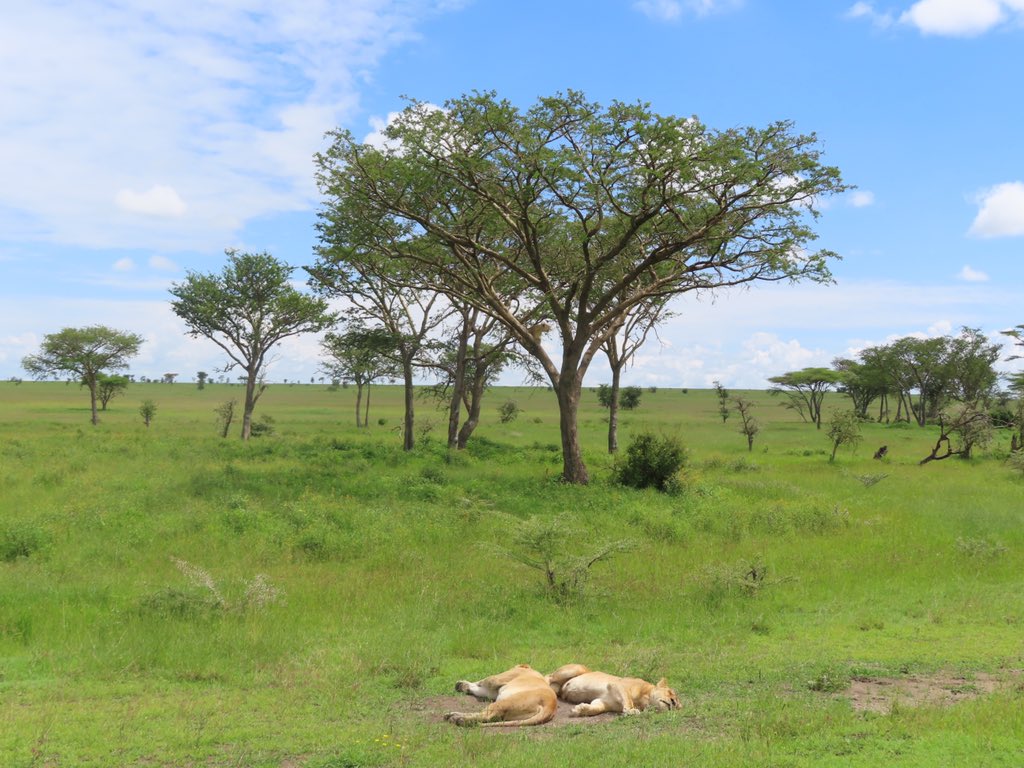 While looking for the leopard we spotted a lion in a tree! And 2 more below. Guides: “always look for a dangling tail!” <a href="/MBilanchone/">Mischa Bilanchone she/her</a> <a href="/RondaCook1/">Ronda Cook</a> @mrpaparella <a href="/mikewardian/">michael wardian</a> #kwbpride #Serengeti #Tanzania
