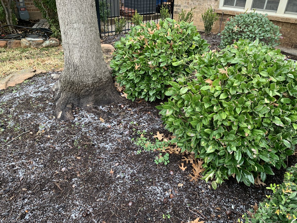 “Snow” in Texas. Guess our one day of winter has arrived.
