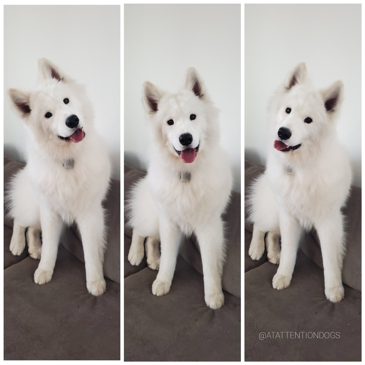 Day Training Program!
Let us train while you're at work - we'll stop into your home, offer a potty break and spend 1 hour of time training and working with your dog on perfecting their skills!
📸 of Chobe//Samoyed 
#dogsoftwitter #dogsofinstagram 
#dogtraining #philly #Veteran